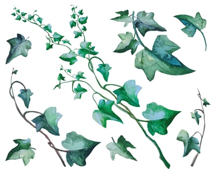 set ivy plant with climbing branches, vine botanical illustration vector