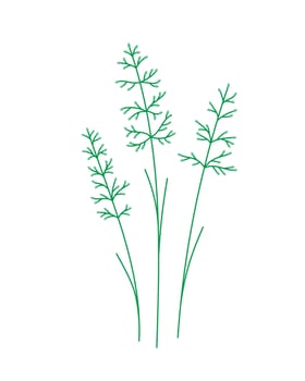 Cane plant. Hand Drawn Botanical Illustration. vector