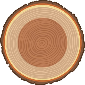 Anatomy of tree trunk vector