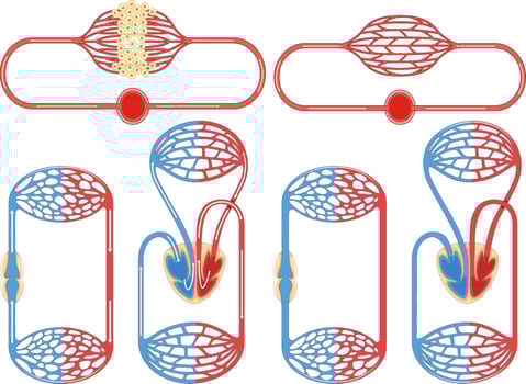 Set of cell division process vector
