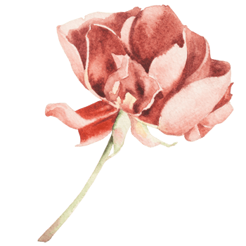 natural flower watercolor hand painted png
