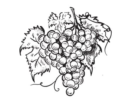 Grape graphic illustration, hand drawn style. Vector. vector