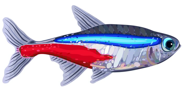 Vector isolated illustration of decorative aquarium fish neon tetra.
