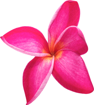 Pink plumeria flowers transparency background.Floral object png