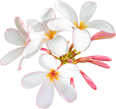 White-pink bouquet plumeria flowers on isolated transparency background. png