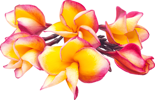 Yellow-pink bouquet plumeria flowers transparency background.Floral object png