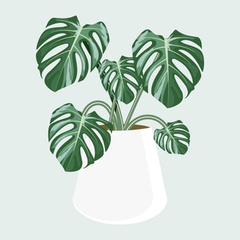 Monstera on pot vector design.