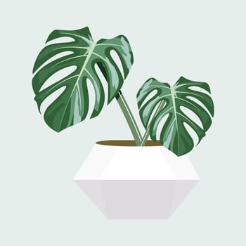 Monstera on pot vector design.