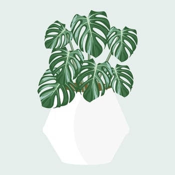 Monstera on pot vector design.