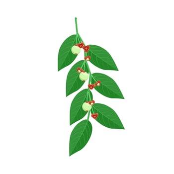 Vector illustration, Katuk leaf or Sauropus androgynus, also known as sweet shoot leaf, isolated on white background.
