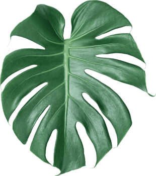 Green Monstera leaf on isolated transparency background. Tropical leaves object png