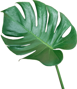 Green Monstera leaf isolated transparency background. Tropical leaves object png