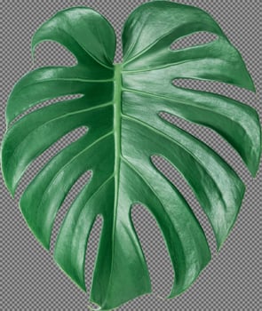 Green Monstera leaf on isolated transparency background.Tropical leaves object png