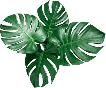 Green Monstera leaf on isolated transparency background.Tropical leaves object png