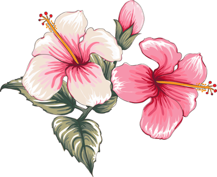 Bouquet Hibiscus flower drawing transparency background.Floral object. png