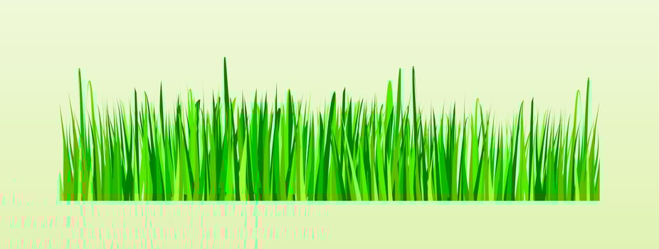 Grass Vector Transparent Illustration for Infographic Botany Posteror Graphic Element