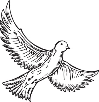 Bird flying hand drawn. Ink black and white drawing. Sketch vector