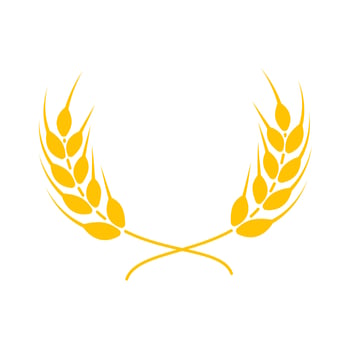Ears of wheat. Whole grains for making bread. vector