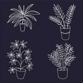 Vector sketch of a house plant. Drawing by hand