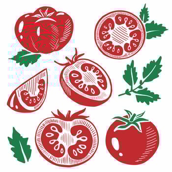 Set of red tomatoes vector
