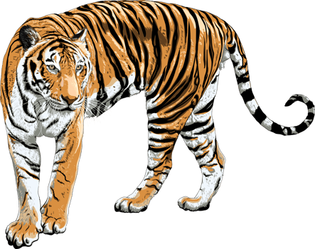 Tiger drawing transparency background. Animal object png