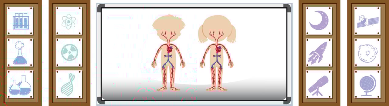 Board showing human anatomy vector