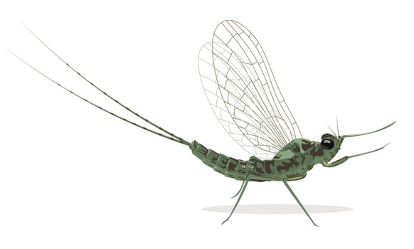 Mayfly, isolated on the white background. Vector illustration.