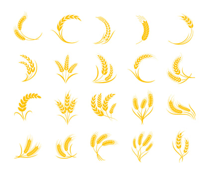 golden wheat ears Whole grains for breakfast vector