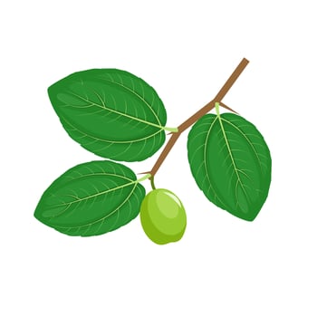 Jujube fruit or Ziziphus mauritiana, also known as Indian jujube, bidara or Chinese apple. vector illustration.