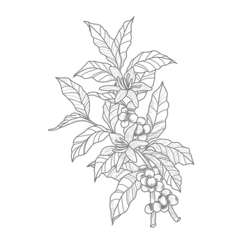 Branch of coffee with fruits and flowers Hand drawn illustration vector