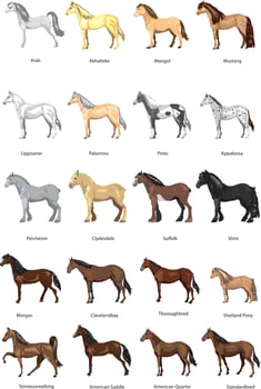Horse Set Vector