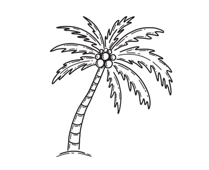 Palm Tropical Tree hand drawn illustration. vector