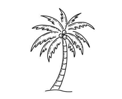 Palm Tropical Tree hand drawn illustration. vector