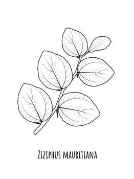 Sketch of jujube or Ziziphus mauritiana, also known as Indian jujube, bidara or Chinese apple. vector illustration.
