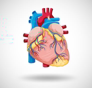Human internal organ with heart vector