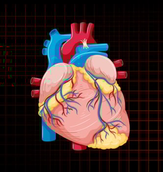 Human internal organ with heart vector