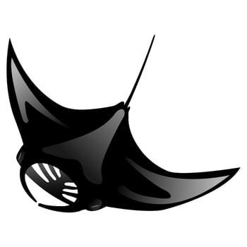 Black manta ray isolated on white background. Swimming posture. vector
