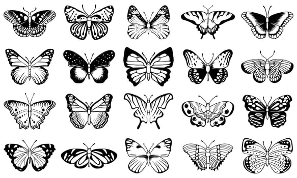 Butterfly vector illustration