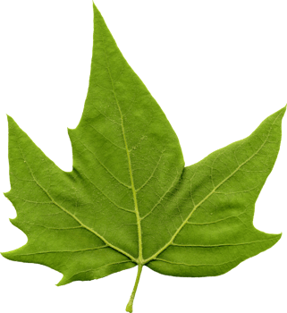 rear side of plane Platanus tree leaf transparent PNG