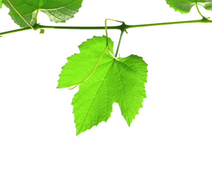 vitis grapevine leaf transparent PNG