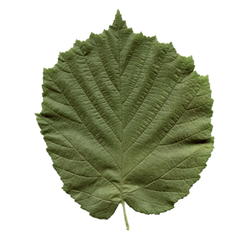 hazel tree leaf transparent PNG