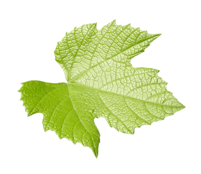 vitis grapevine leaf transparent PNG