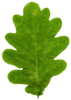 oak leaf transparent PNG
