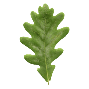 oak tree leaf transparent PNG