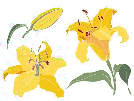 Asian Oriental Lily yellow inflorescence, flower, bud, colored illustration vector