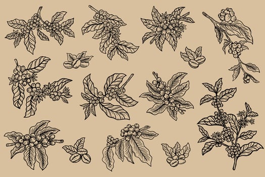 Set Mega Collection Bundle Branch of coffee with beans and leaf tree hand drawn for Shop Cafe Restaurants illustration vector