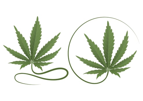 Cannabis leaf vector