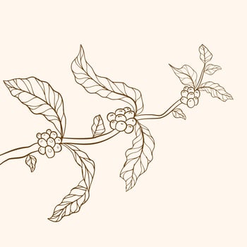 coffee tree illustration. Engraved coffee bean and plant. Coffee tree vector. coffee tree illustration for packaging. vector