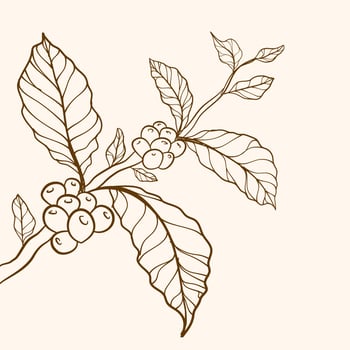 Hand drawn coffee branch. Engraved coffee bean and plant. Coffee tree vector