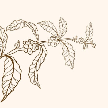Engraved coffee bean and plant. Coffee tree vector. coffee tree illustration. Hand drawn coffee branch. vector